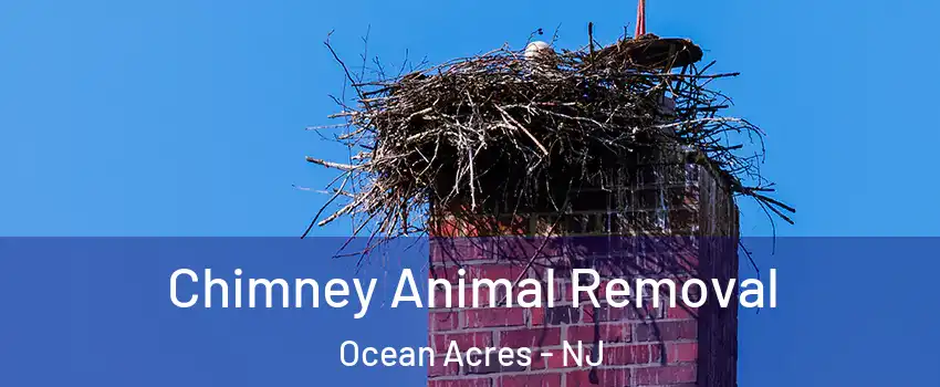  Chimney Animal Removal Ocean Acres - NJ